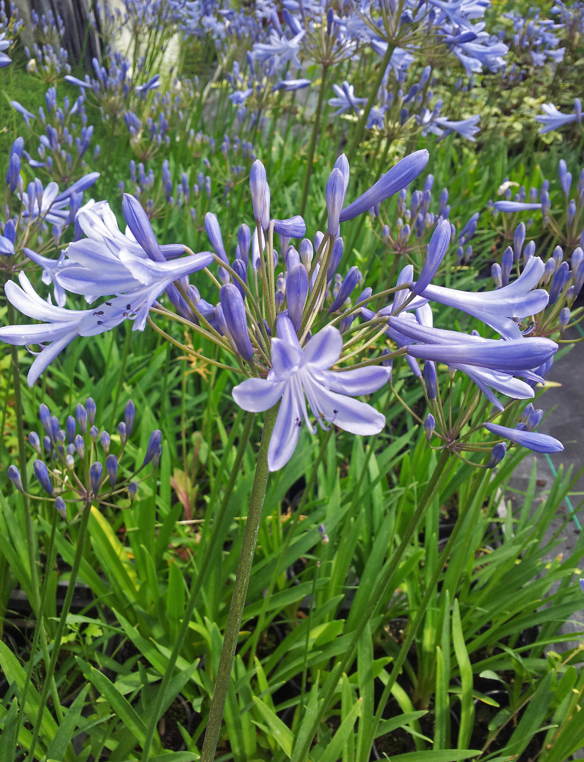 Everything you ever wanted to know about agapanthus...