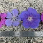 And the most beautiful of the hardy geraniums is...