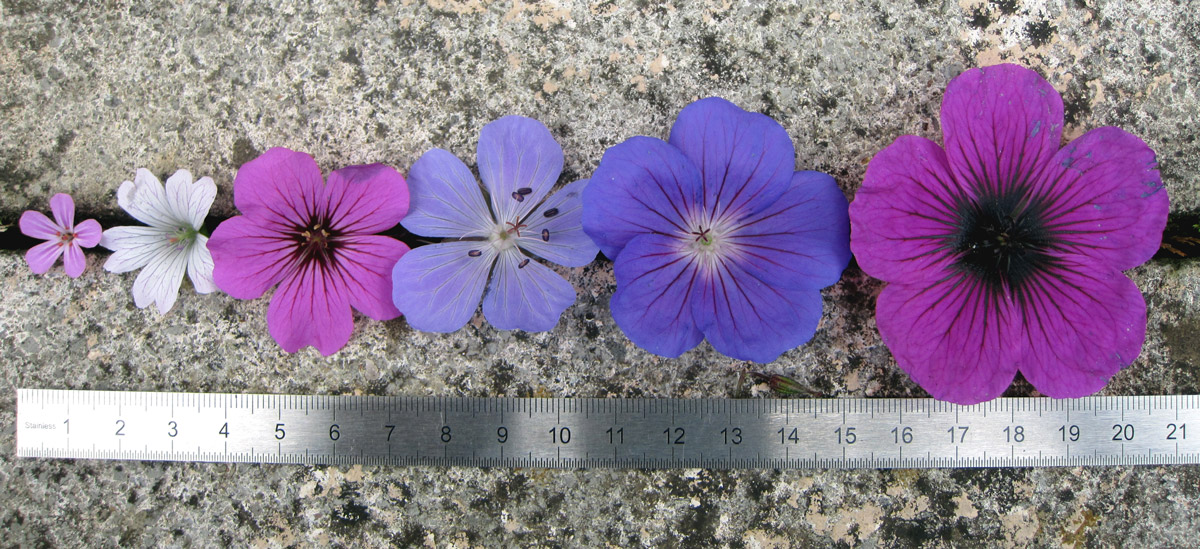 And the most beautiful of the hardy geraniums is...