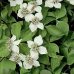 In the family of dogwoods, I would like the little brother.