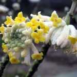 A magnificent flowering, a captivating fragrance, discover Edgeworthia chrysantha.