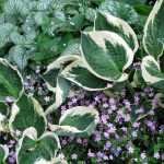 How to Fail at Growing Hostas in 4 Lessons?