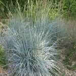 Elymus magellanicus, a lovely blue grass!