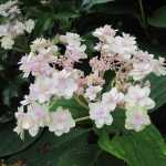 Hydrangea involucrata Yoraku Tama, a Japanese hydrangea to discover