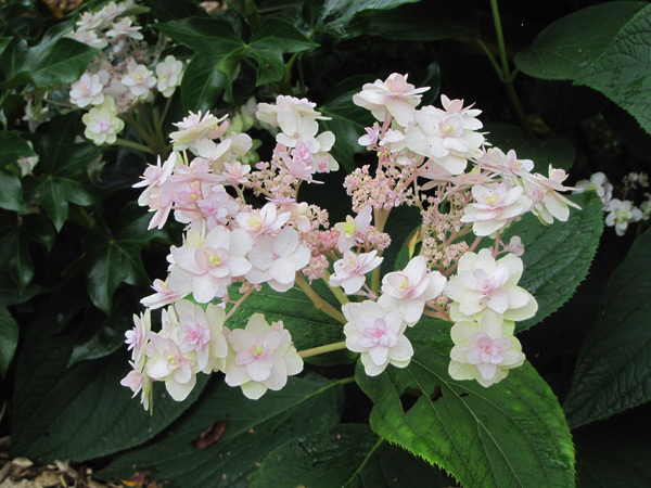 Hydrangea involucrata Yoraku Tama, a Japanese hydrangea to discover
