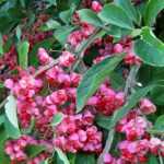 The best ornamental bushes with decorative fruits