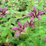 Geranium Catherine Deneuve, a starry marvel