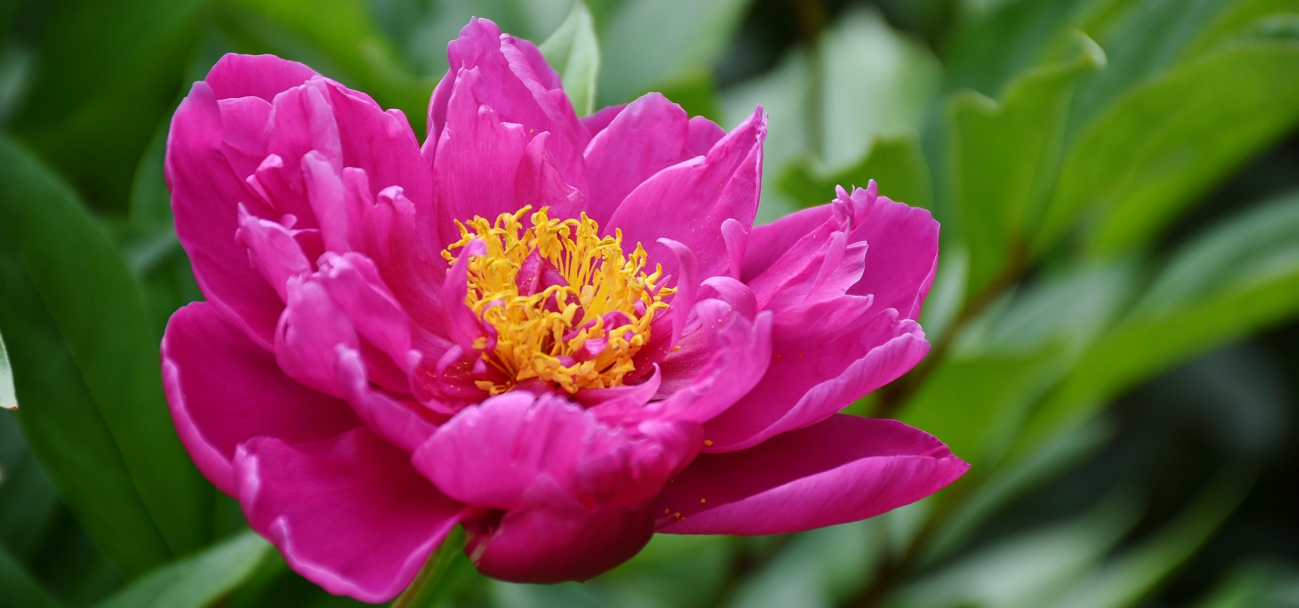 Planting peonies