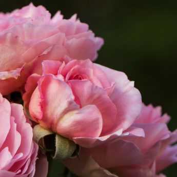 Roses: Successful Planting in Pots and Bare Root