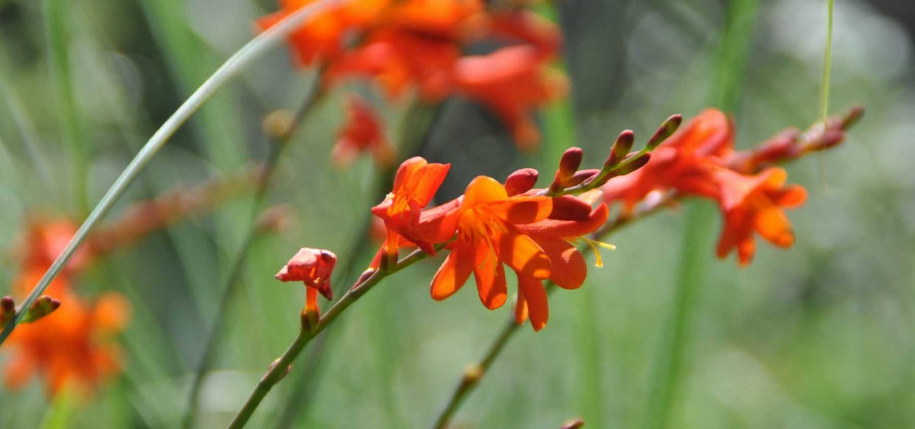 Plant hardy bulbs for summer flowering