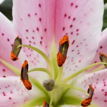 Planting and Growing Lilies