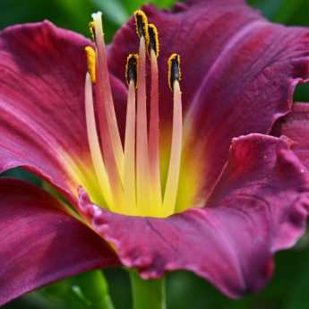 Daylilies: How to Plant Them