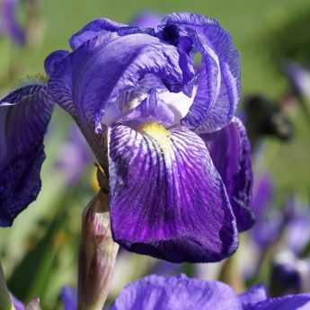 Iris germanica: How to Plant Them?