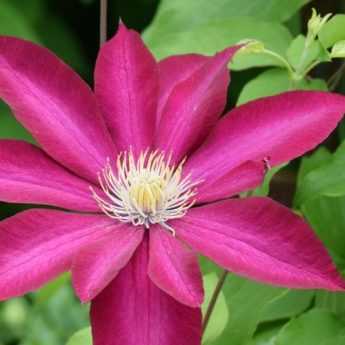 How to successfully pair your clematis?