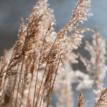 Planting ornamental grasses