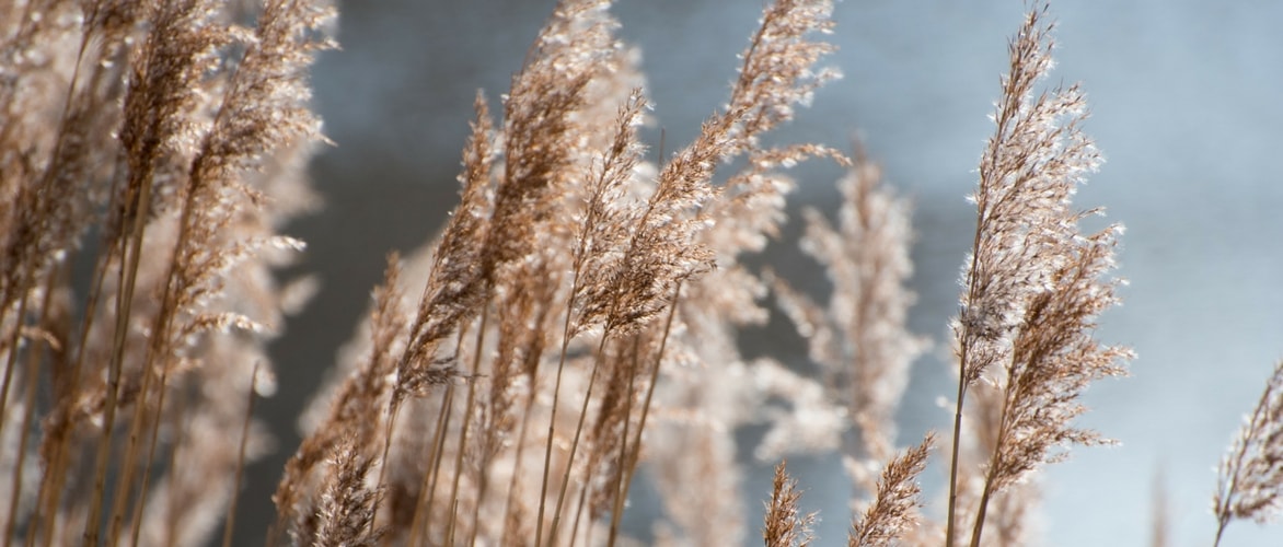 Planting ornamental grasses
