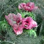 The games of art and chance: 'Patty's Plum' oriental poppy mixed with bronze fennel