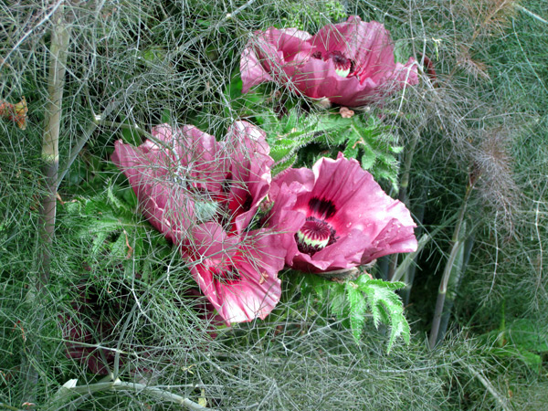 The games of art and chance: Patty's Plum Oriental Poppy mixed with Bronze Fennel