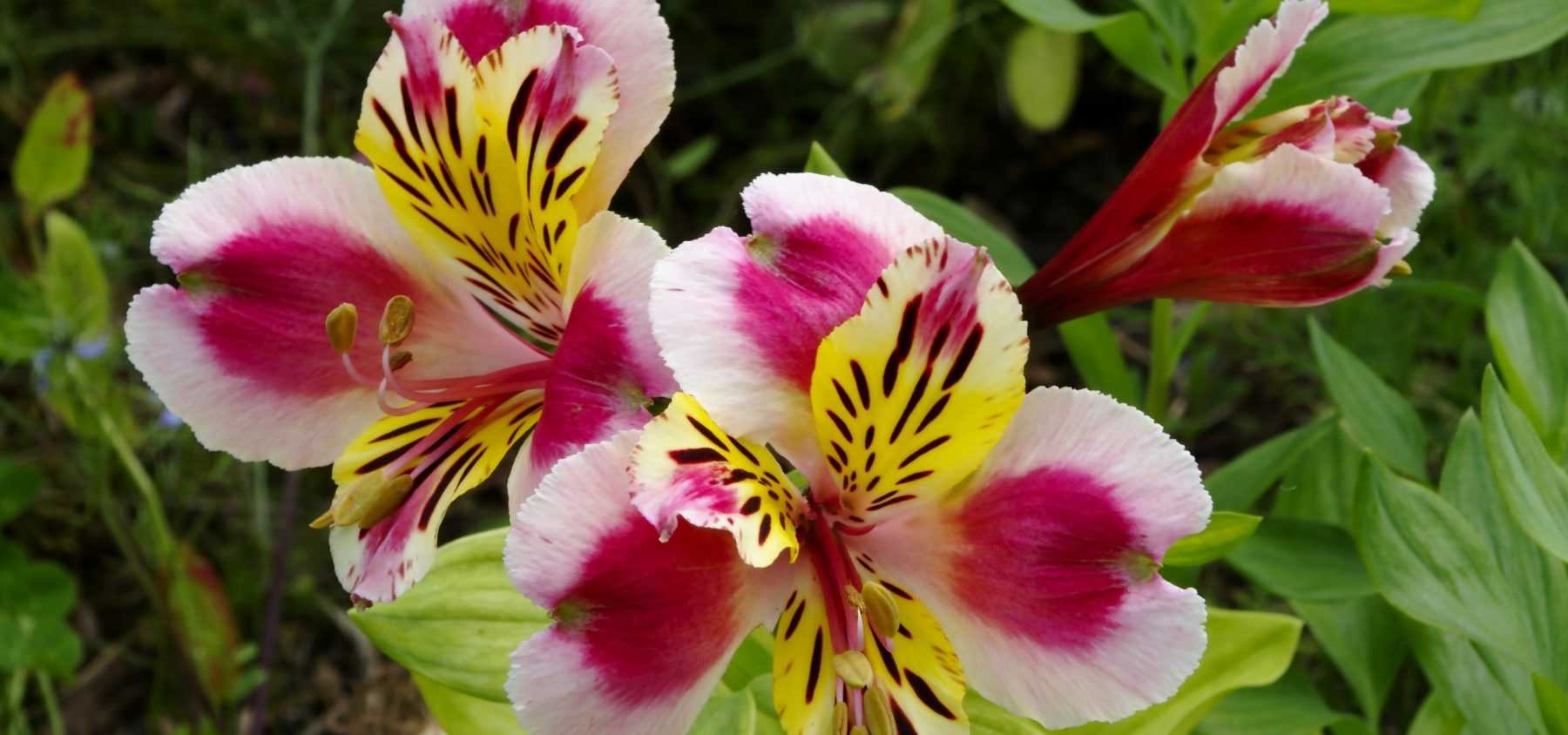 Succeed with your *Alstroemeria*