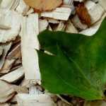 Mulching: Why? How?