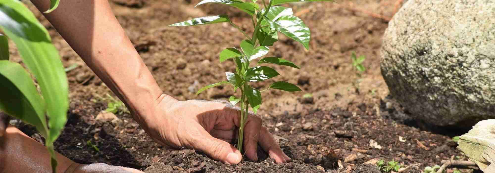 Tips for planting in the summer