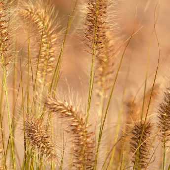 Cutting back ornamental grasses