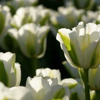 Getting my tulips to bloom again