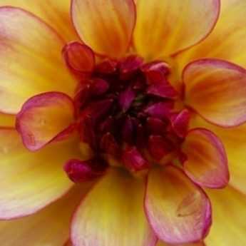 Dividing Dahlias