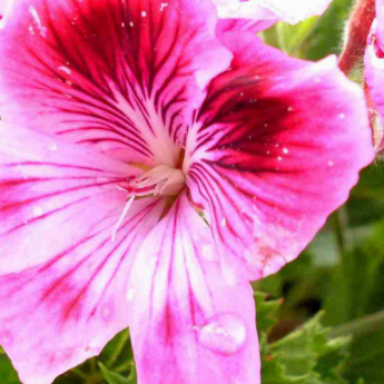 Scented geraniums: how to succeed