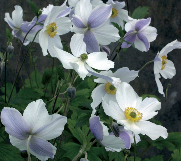 Anemone Wild Swan, a marvel from Japan