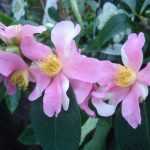 Camellia sasanqua Yume, a champion of flowering