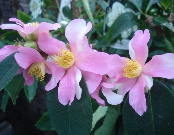 Camellia sasanqua Yume, a champion of flowering.