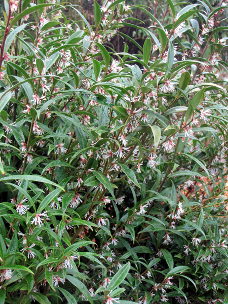 Sarcococca hookeriana, a rather unassuming shrub