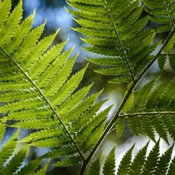 Planting arborescent ferns