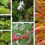 Add some exotic flair to your flower beds!