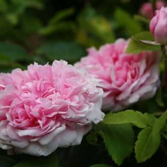 Taking Rose Cuttings: When and How?