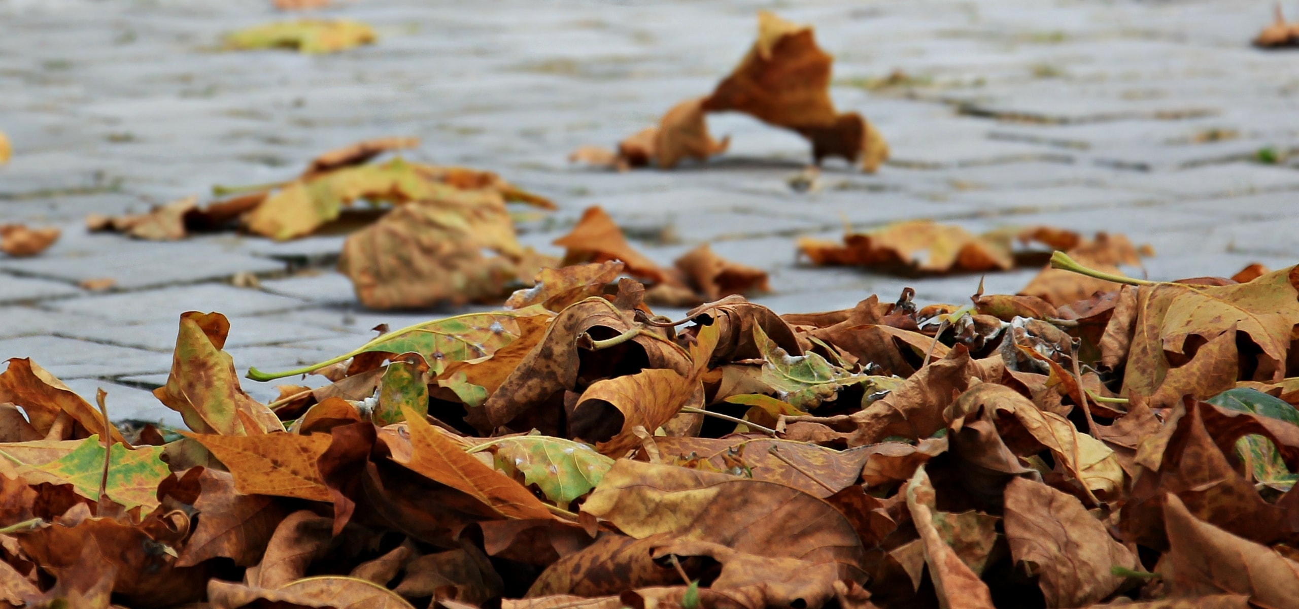 Autumn leaves: how to use them in the garden?