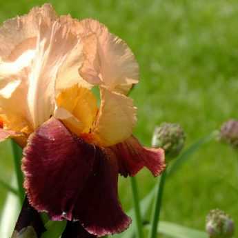 Iris germanica: How to Propagate Them?