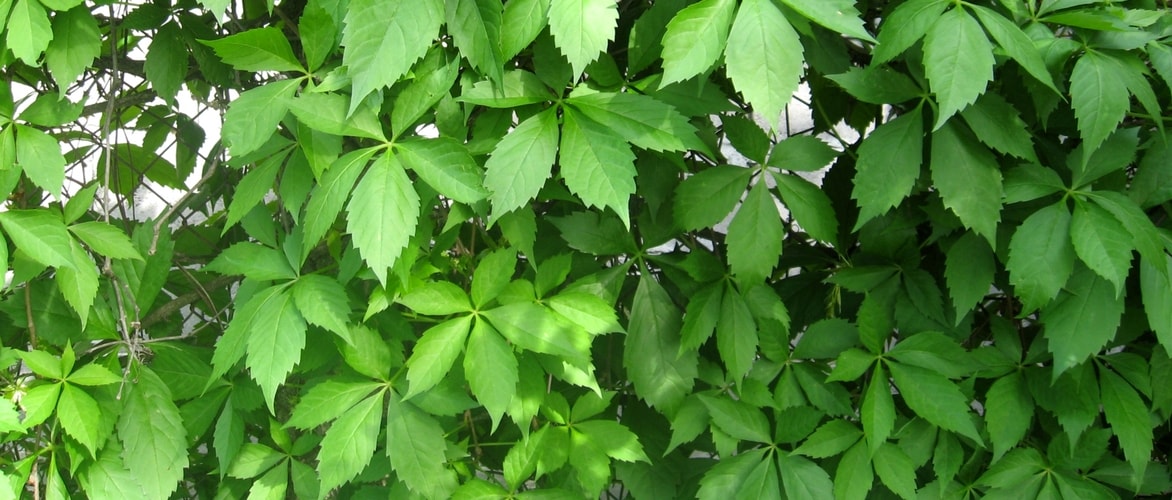 The different Virginia creepers or ornamental vines