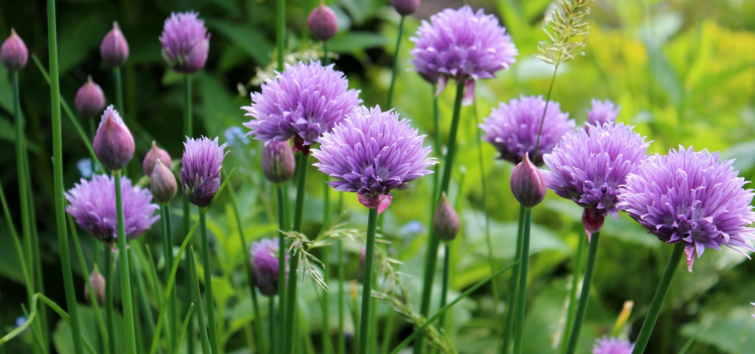 Successfully Propagating Your Chives