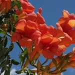 Pruning bignonia