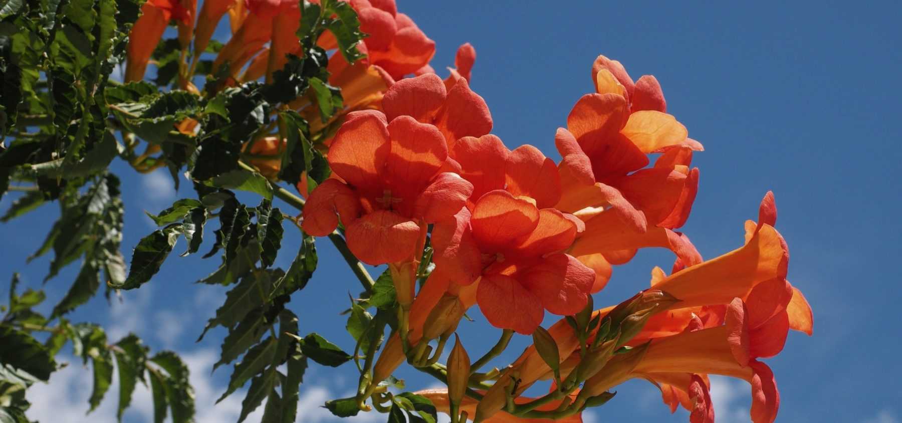 Pruning bignonia