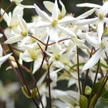 Evergreen Clematis: How to Choose, Plant and Grow Them