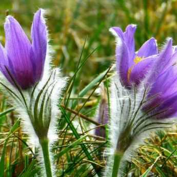 10 Perennial Plants for Early Spring Blooms