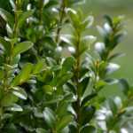Planting a boxwood hedge