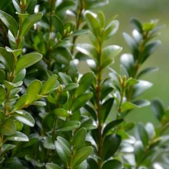 Planting a boxwood hedge