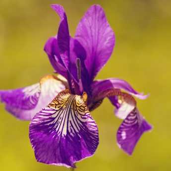How to care for irises
