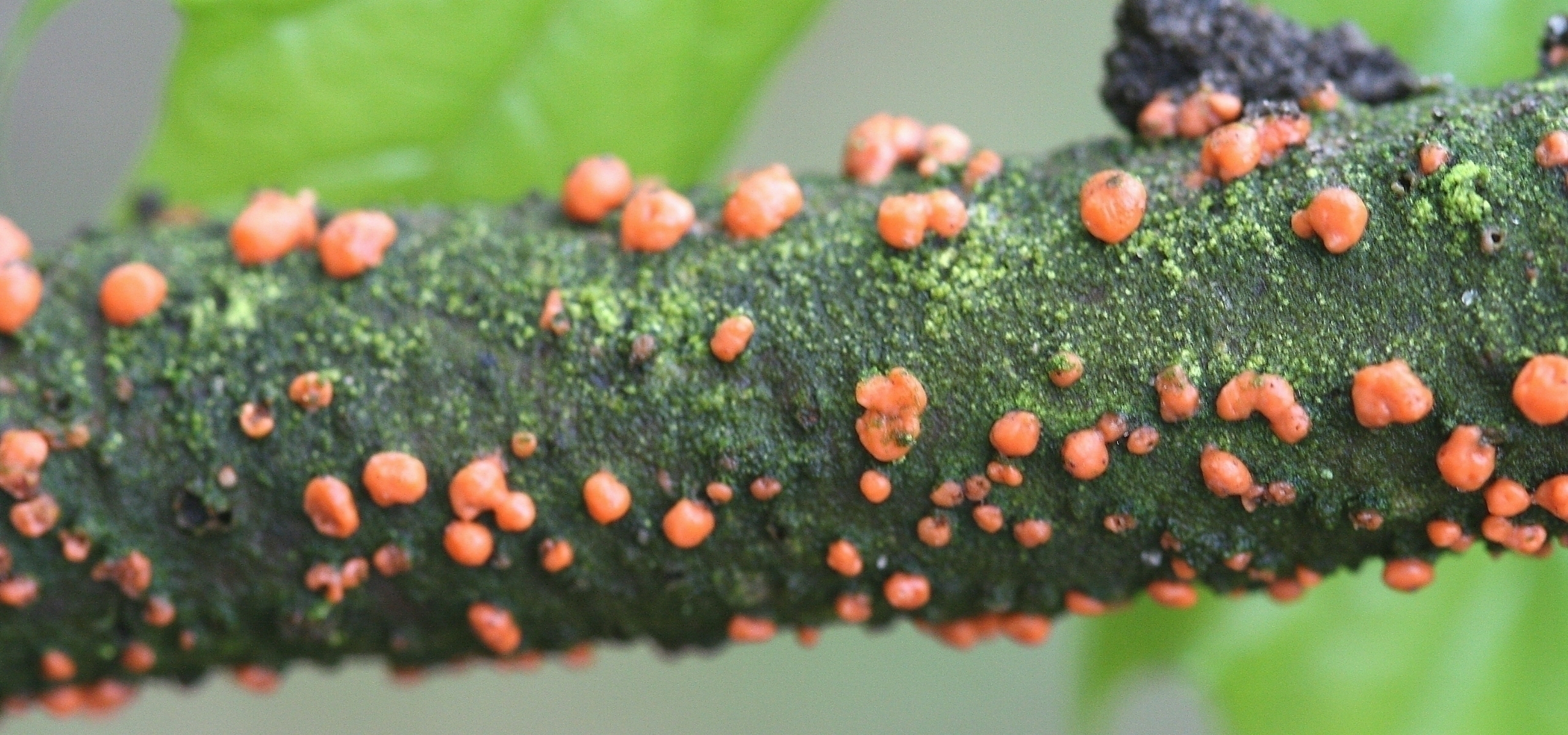 How to prevent coral disease?
