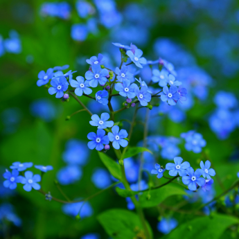 Succeed in planting *Myosotis sylvatica*