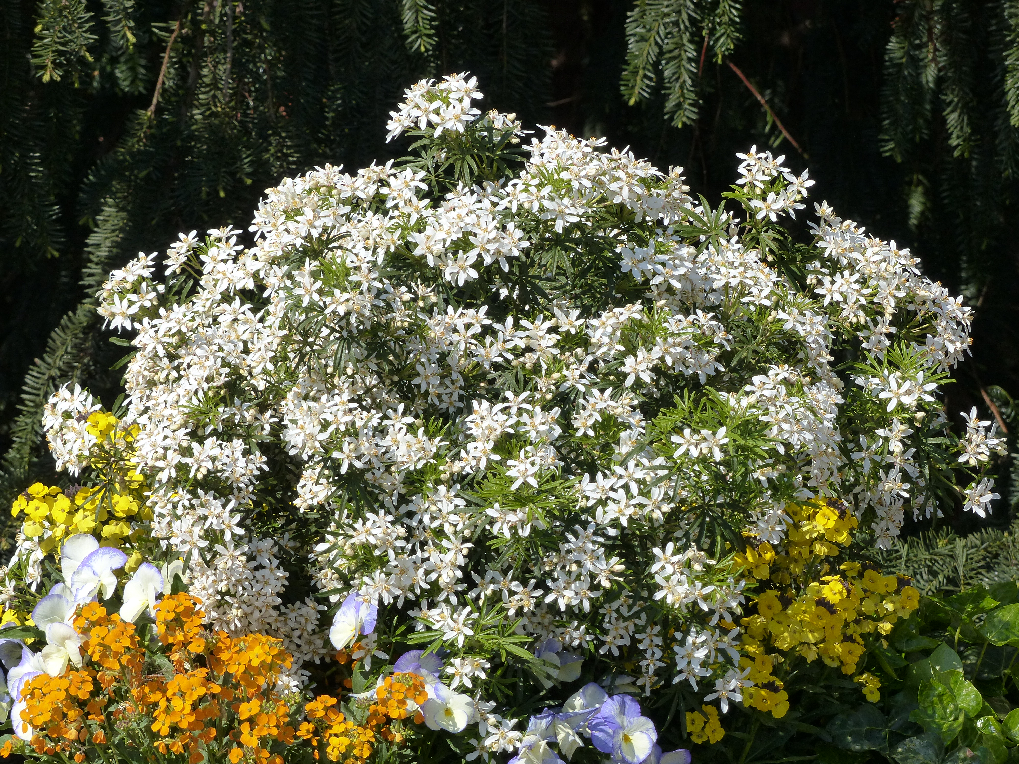 Choisya 'White Dazzler' has everything to please!